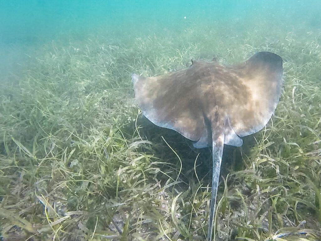 BEST Snorkeling in St John USVI: Top Snorkel Spots & Tours