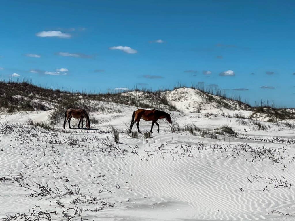 Cumberland Island National Seashore