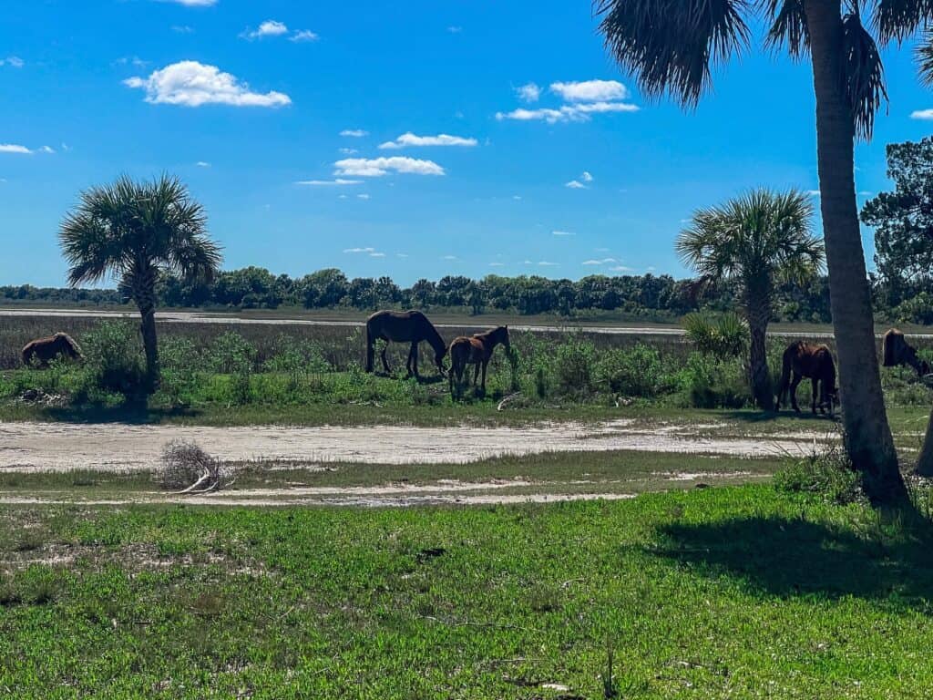 Cumberland Island National Seashore