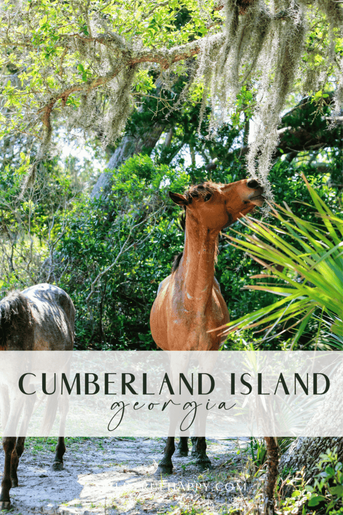 Cumberland Island National Seashore, A Coastal Paradise