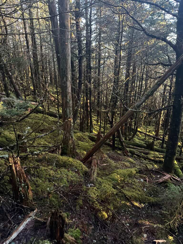 Smoky Mountains National Park