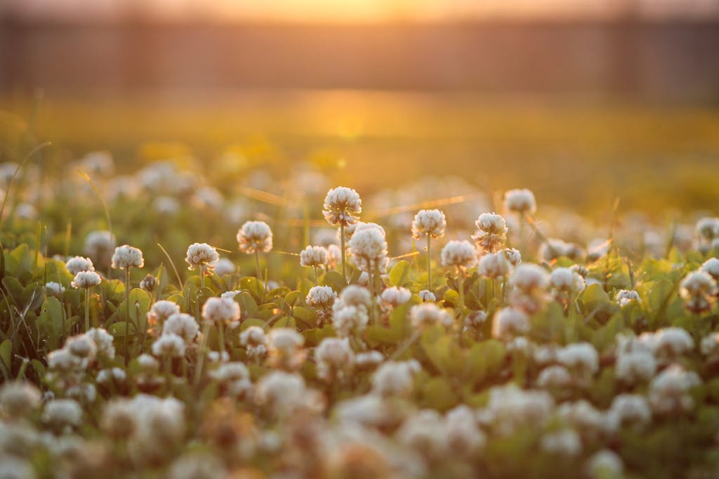 A tranquil scene of a field filled with white clovers glowing under the warm sunset light.