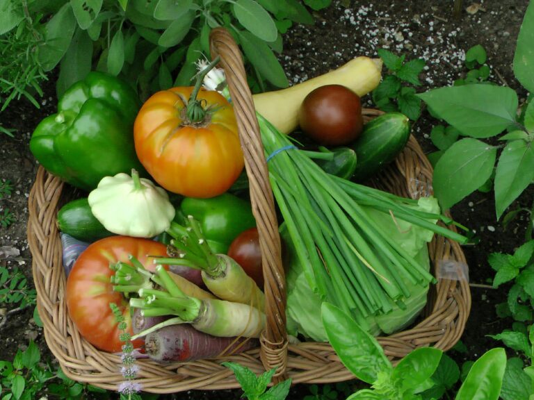 My First Kitchen Garden: Wins, Losses, & Lessons Learned