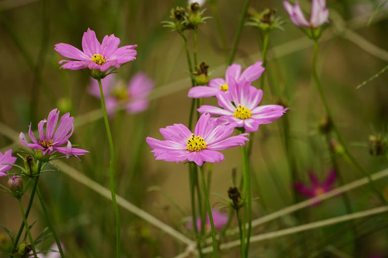 Close-up of vibrant pink cosmos flowers blooming in a meadow, showcasing natural beauty and colors.