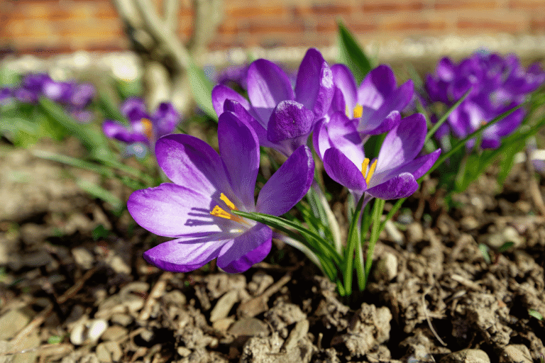 500 Bulbs in the Ground: My First Big Bulb Planting Adventure