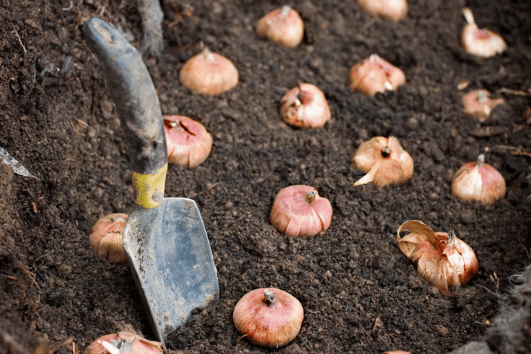 flower bulbs