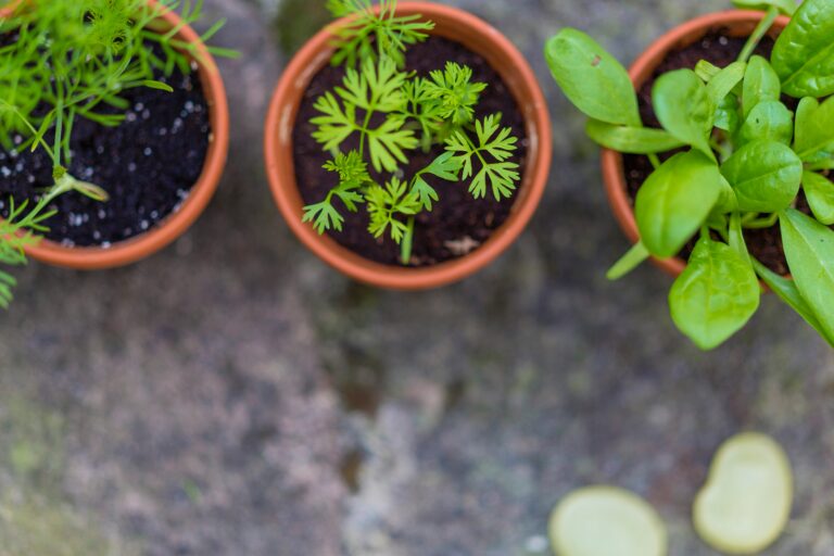 Simple Herbs to Grow: Tips for Containers, Raised Beds & Garden Plots