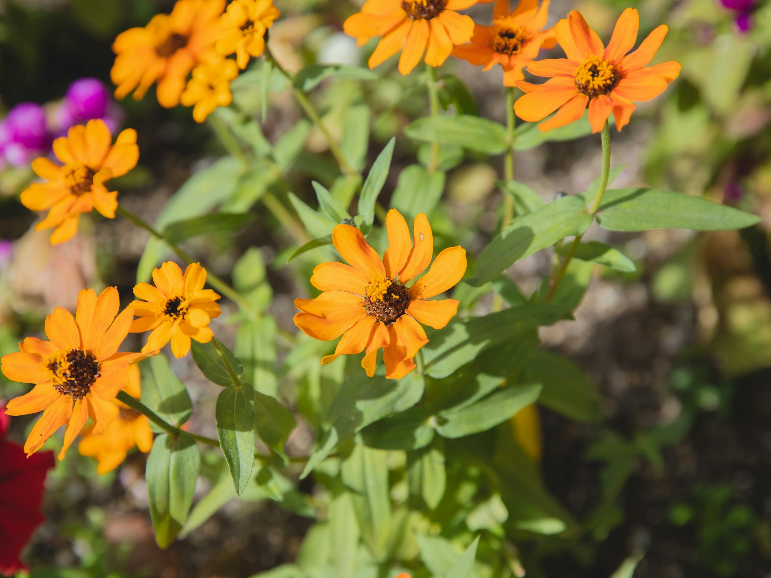 Vibrant orange zinnias in a lush garden, showcasing summer's bloom in vivid detail.