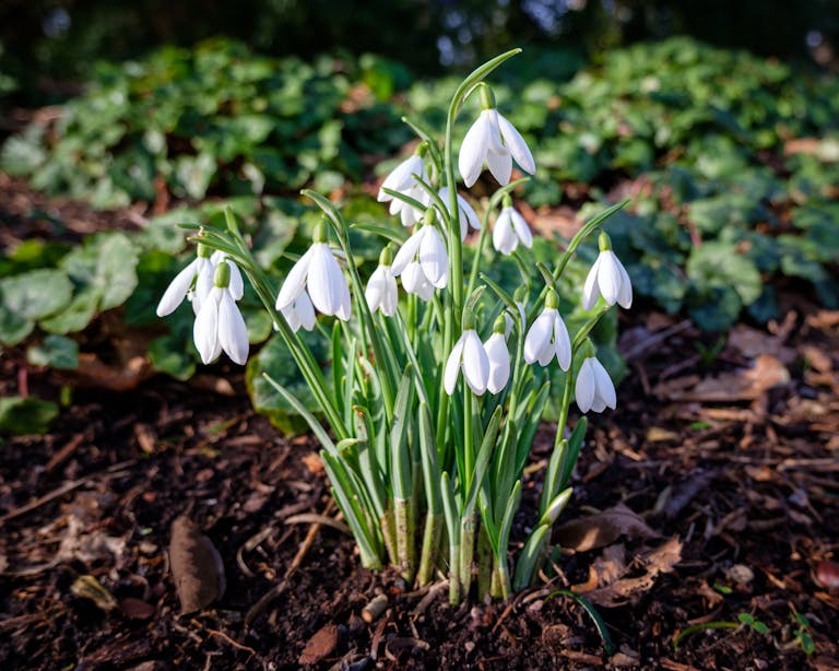 Vibrant snowdrops blossoming
