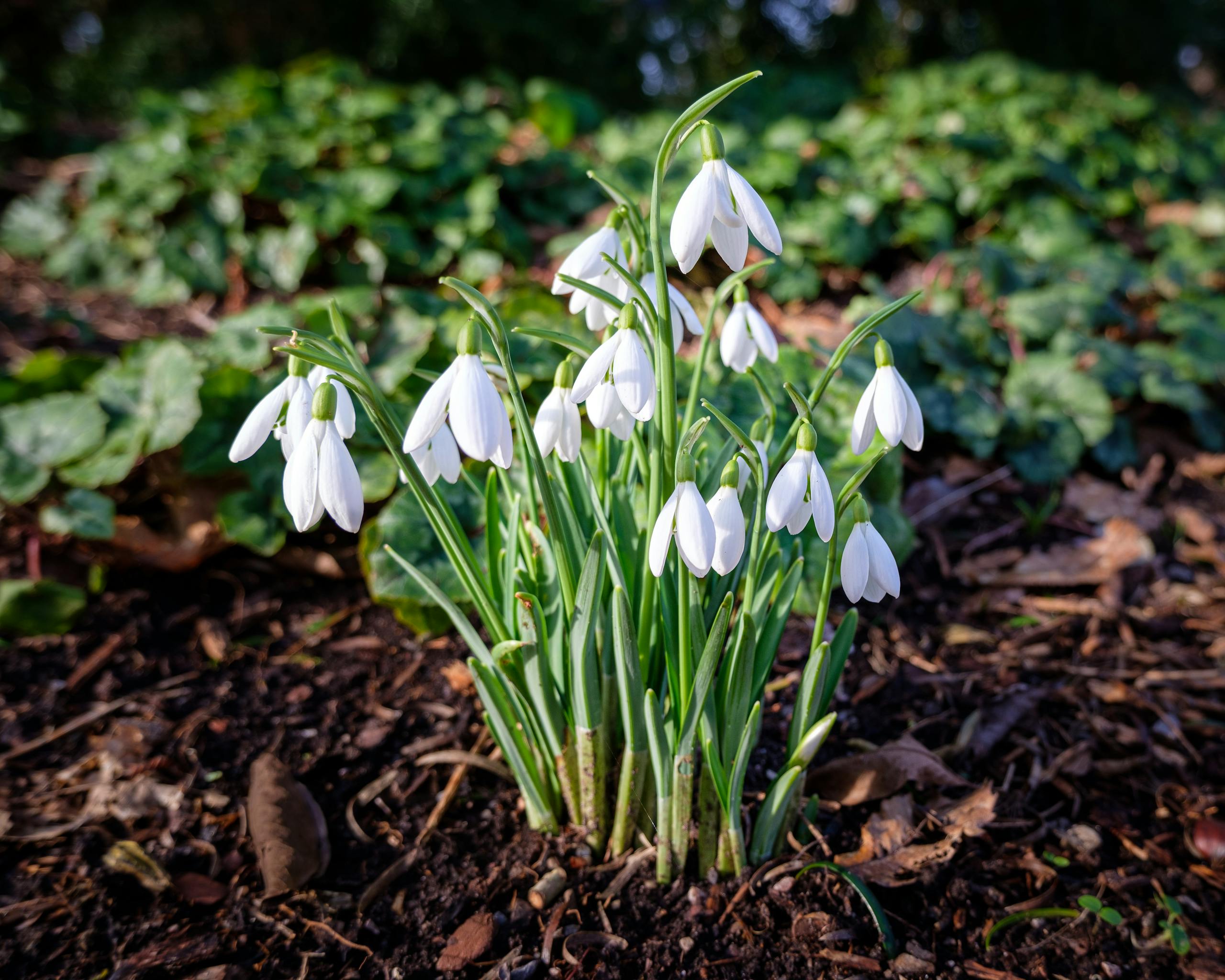 Vibrant snowdrops blossoming