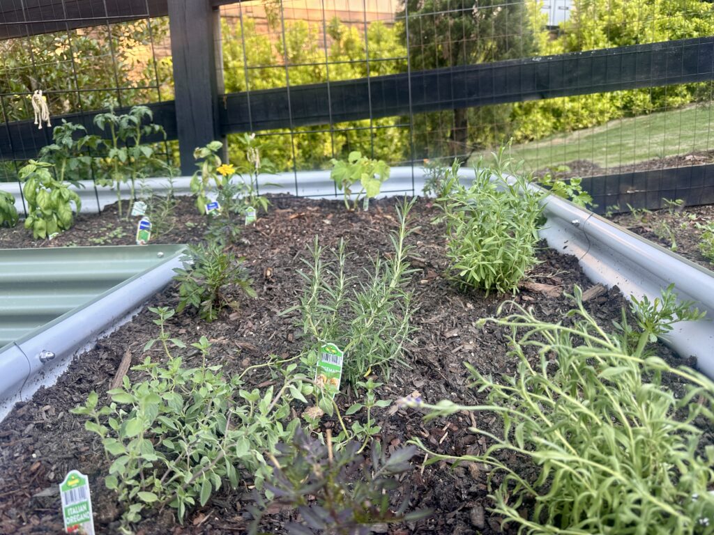 planting my kitchen garden